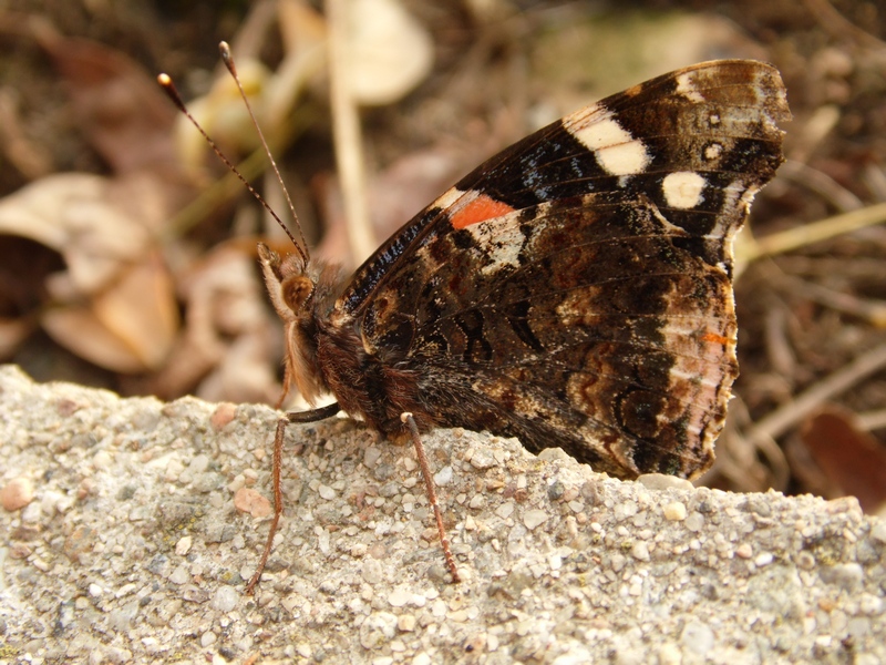 La confidente Vanessa atalanta